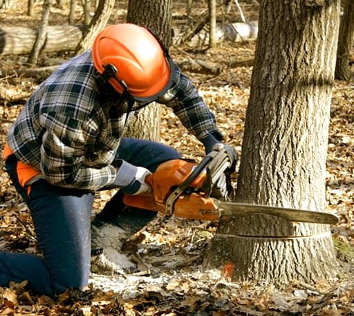 Tree Removal in Dulac, LA